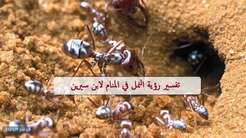 الأجنحة في التفسير الإسلامي