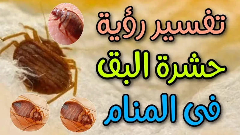 تفسير حلم بق الفراش