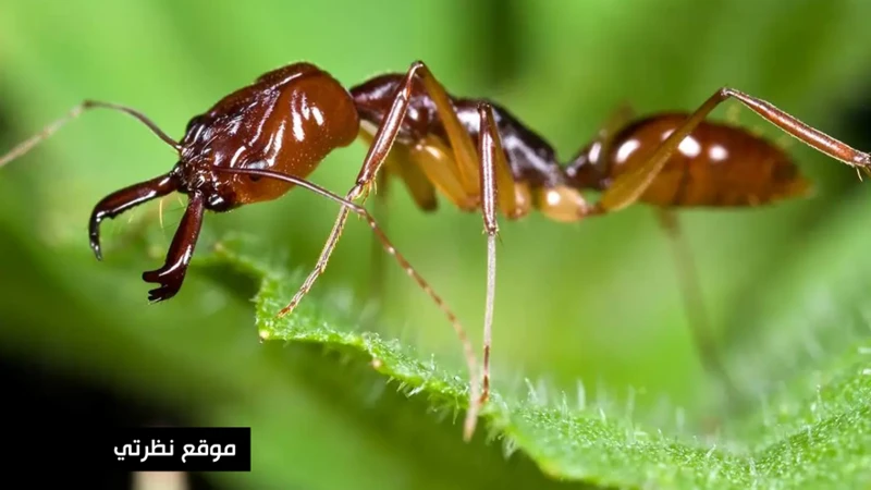 تفسير حلم النمل في البيت بحسب الثقافات المختلفة