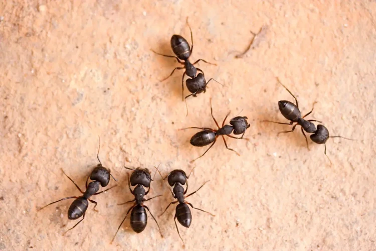 تفسير حلم النمل في البيت والأرقام