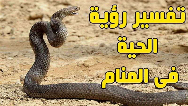 تفسير رؤية الأفاعي في الأحلام