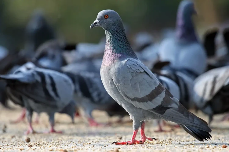 تفسير رؤية الحمام في أحلام الرجال